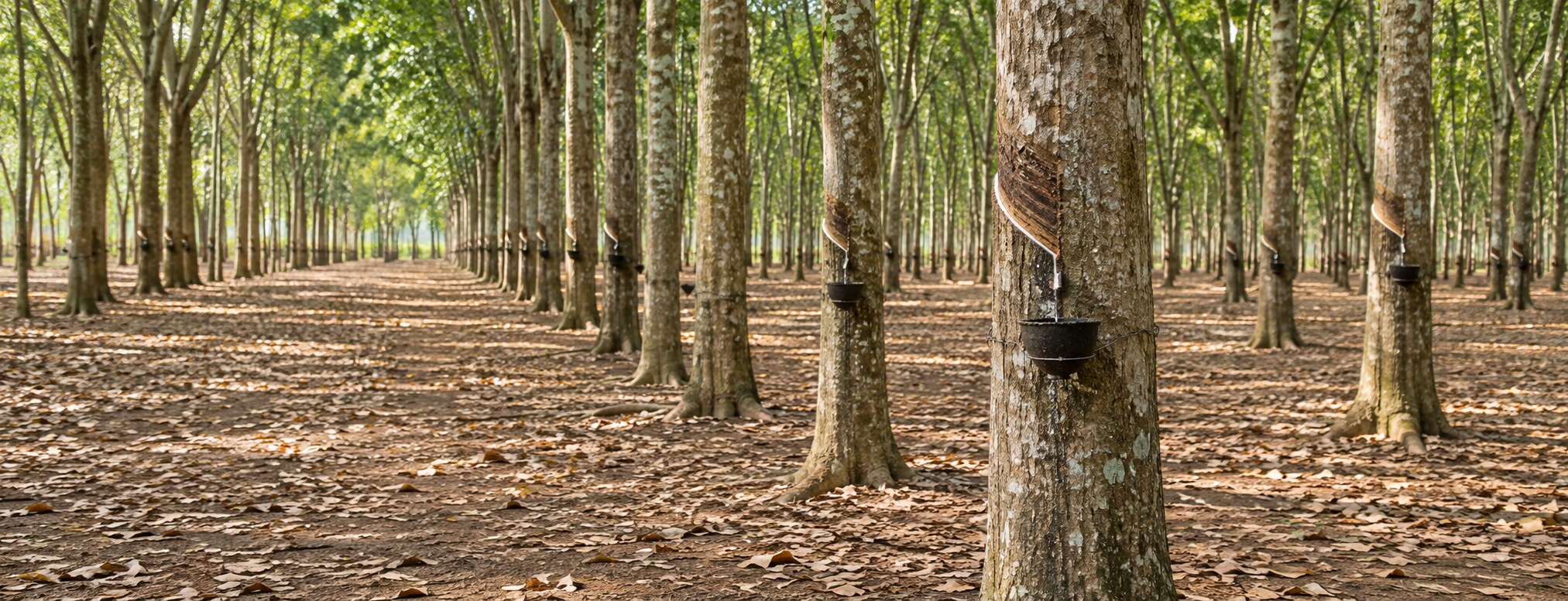 การรวบรวมน้ำยางธรรมชาติในสวนยางพารา